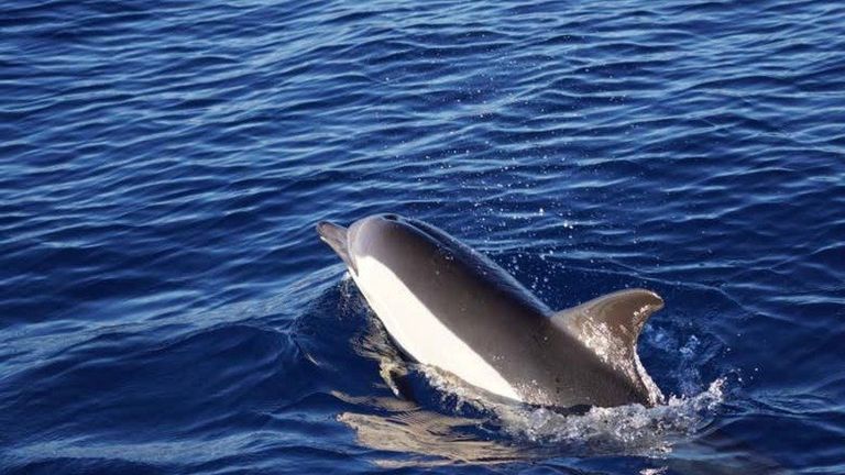 Avistamiento de delfines y ballenas en Denia