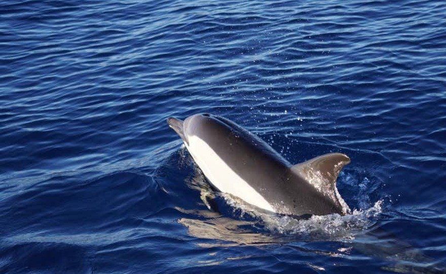 Avistamiento de delfines y ballenas en Denia