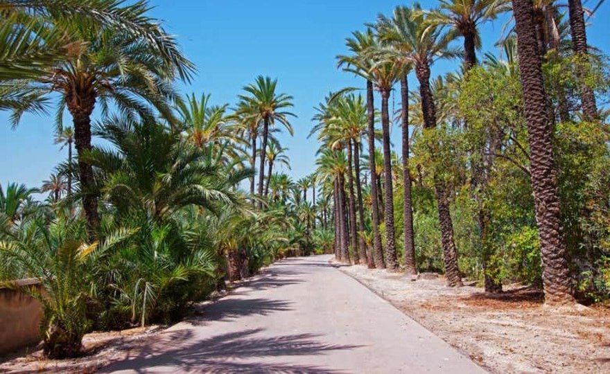 Excursión a la isla de Tabarca y el palmeral de Elche
